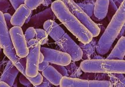 A-Z Gut Lab